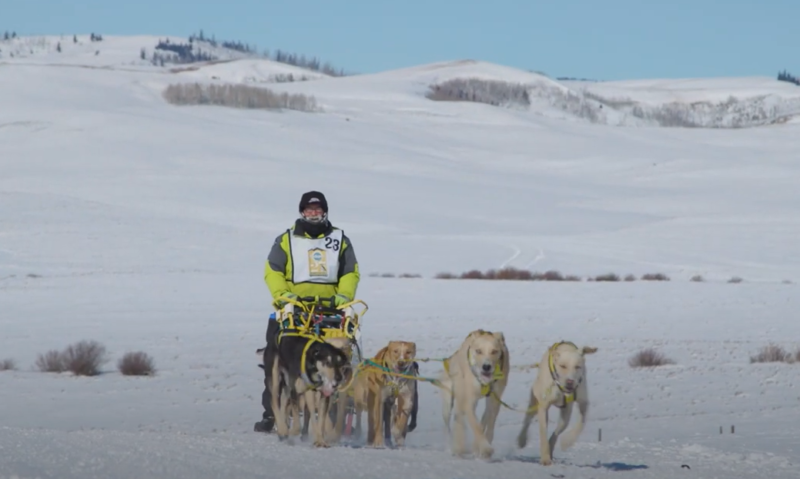 Musher returns to Sled Dog Racing after Knee Replacements