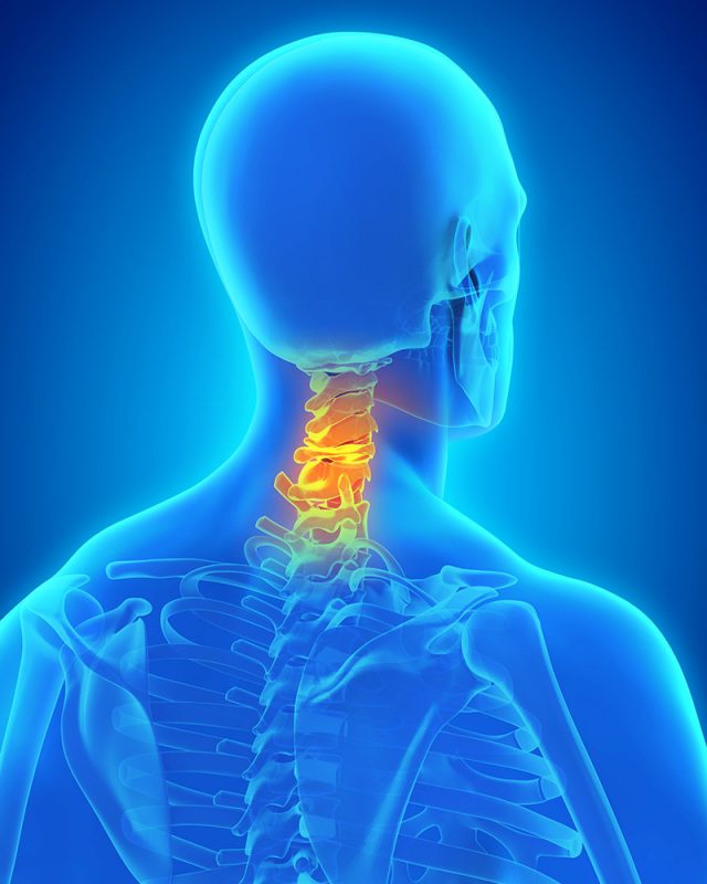 neck illustration